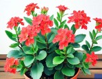 长寿花如何养护和管理