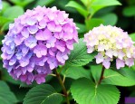 洋绣球和绣球花的区别