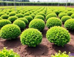 2025年金叶女贞种植密度