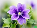 紫罗兰花语是什么意思