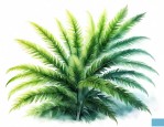铁树是蕨类植物