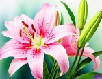 百合花的花蕊要去掉吗