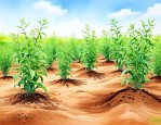 沙质土适合种什么植物