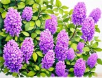 2025年紫风铃花养殖方法