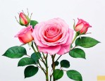 月季花扦插时间及方法