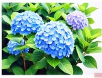什么时候适合种绣球花