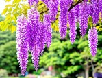 2025年什么紫藤花最好看