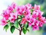新种的三角梅如何养护
