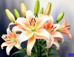 百合花养多久才能开花
