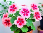 梅尔森2天竺葵好养吗