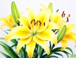 百合花上黄色的是什么