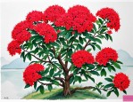 2025年龙船花多少钱一棵