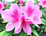 杜鹃花花瓣是什么形状