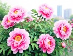 牡丹花是洛阳市的市花