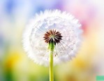 蒲公英的花是什么样子