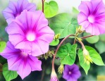 牵牛花是在什么季节开