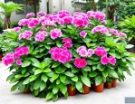 2025年成都绿植花卉批发