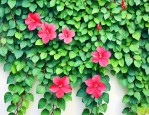 什么爬墙植物四季常青