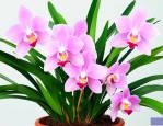 四季兰花一年开几次花