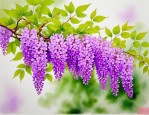 2025年紫藤花最火的一句