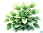 金枝玉叶是观叶植物吗