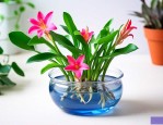 一帆风顺花怎么养水培