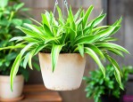 植物吊兰怎么养殖方法