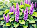 2025年绿萝花是野生的吗