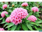 七叶一枝花用量多少克