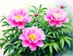 芍药花适合家里栽种吗