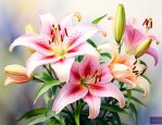 吃的百合是花朵还是花