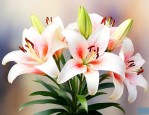 百合花为什么不能送人
