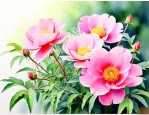 5月6月开的花有哪些