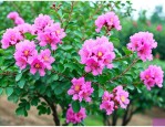 4到5公分紫薇的价格