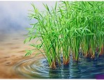 文竹在水里还是土里养