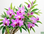 喝霍山石斛花有什么好处