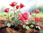 种玫瑰花需要什么土壤