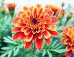 万寿菊花语象征与寓意