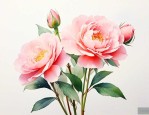 第一次见面需要送花吗