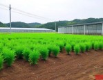 源生公司种苗基地项目