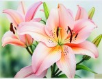 百合花的种球可以吃吗