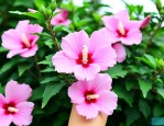 木槿花面膜多少钱一盒