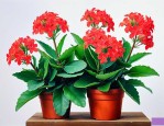 家里养长寿花风水好吗