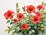 2025年非洲凌霄花的花期