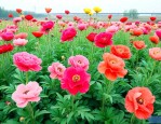 西安最大花卉种植基地