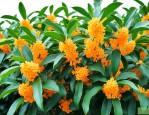 广西桂花树价格一览表