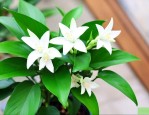 绿萝花浇什么水长得好