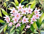 2025年石斛花的花语说说