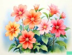 一帆风顺花什么时候开花