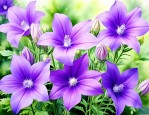 紫色桔梗花一般送给谁